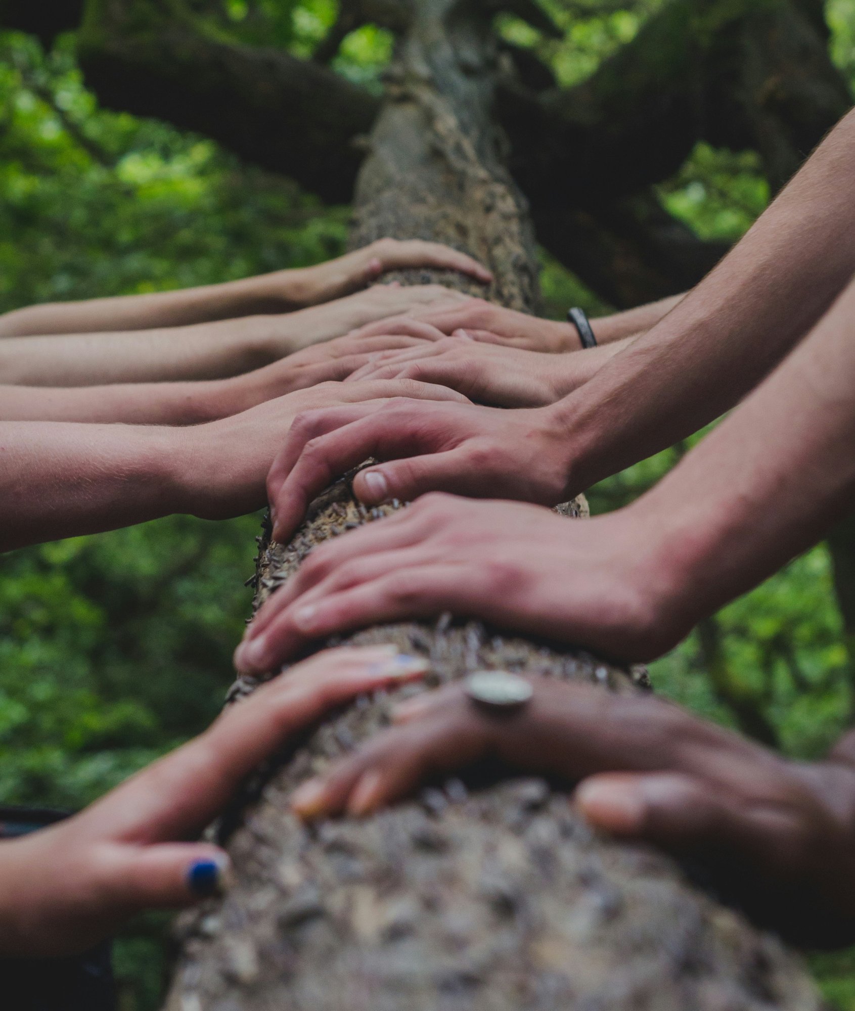 image of hands on a tree trunk
